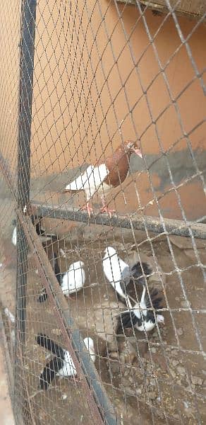black tail +aseel chicks 3 month age and 2 month age pair 13
