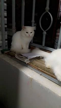 Beautiful and active Persian Male and Female