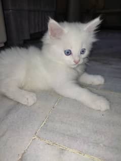 3 Persian Pure White kittens Sale