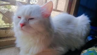 Female Persian Cat For Sale Urgently , 3 years age and vaccinated