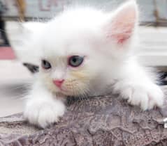 Persian Kittens looking for a new home