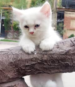 Persian Kittens looking for a new home