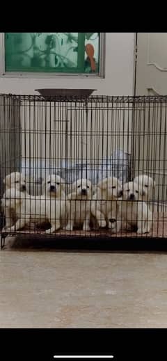 Labrador Pups Show Quality