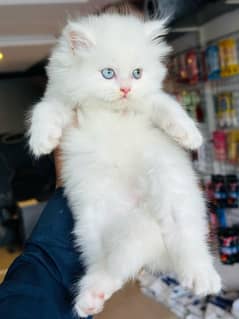 Persian Kitten’s Pure Breed