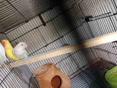 3 parrot to albino black eye pair and one common Latino red eye