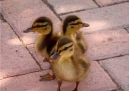 3 Duck Chicks for Kids