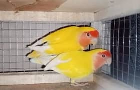 Lutino Love Birds , ParBlue Pastelino & Green Opaline For Sale