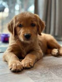 golden retriever puppies