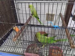 Talking Parrot (Pair) with cage for sale