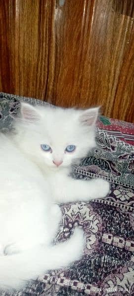 Persian kittens Age 1 month or  6 month 4