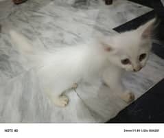 persian cat pure white 3 Cotted