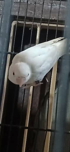 3 pic albino Red eyes for sale age 8 sa 9 month  price 7k per pic