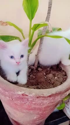 White Persian Female Kittens