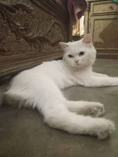 14 Months old Persian Male Cat