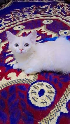 persian kitten