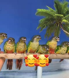 Conure Exchange Possible With Rump