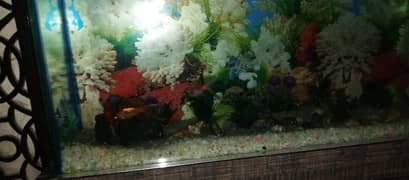 Googlden fish pair for sale in gulshan Ravi contact me 03374937738