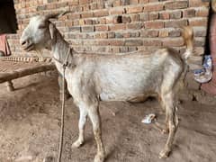 Goat For sale