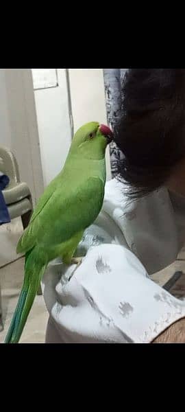 talking parrots 2