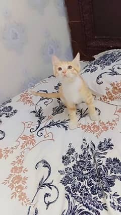 4 months male kitten for sale