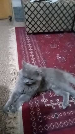 Persian cat