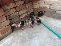 aseel lakha top quality 6 chicks hai