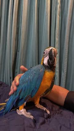 Blue and gold Macaw huge size. fully tamed. grown up on imported feed