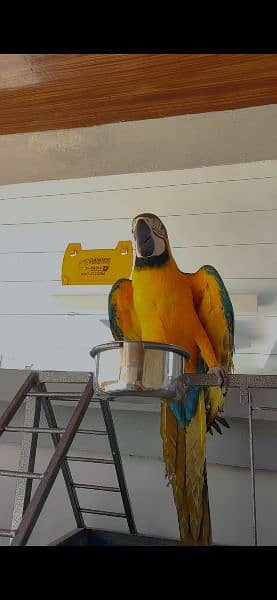 Blue and gold Macaw huge size. fully tamed. grown up on imported feed 2