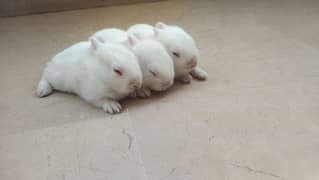 Rabbits with 3 babies