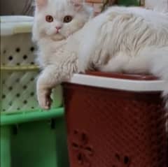 Triple coat Persian cat for mating/stud