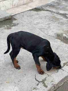 Rottweiler For sale Male Puppy