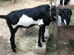 Sahiwal Goat original breed