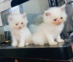 pair or single cat sale price only 20000