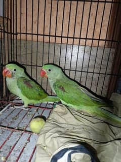 pahari parrot kashmiri