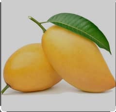 Mangoes of Multan