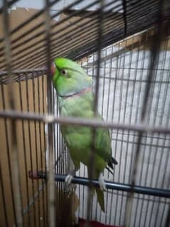 Green Parrot Mithu