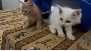 ginger & white kittens