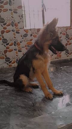 German shepherd long coat male for sale