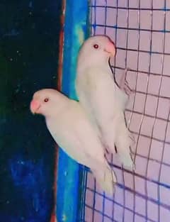 Albino black eyes love bird  for sale per pair  price 4000