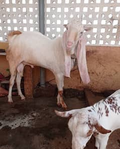 Gulabi andu bakra