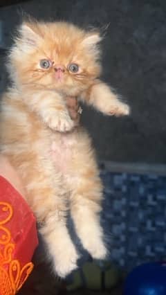 Piki male kittens available from CFA parents
