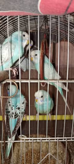 Australian Budgie Parrots For Sale