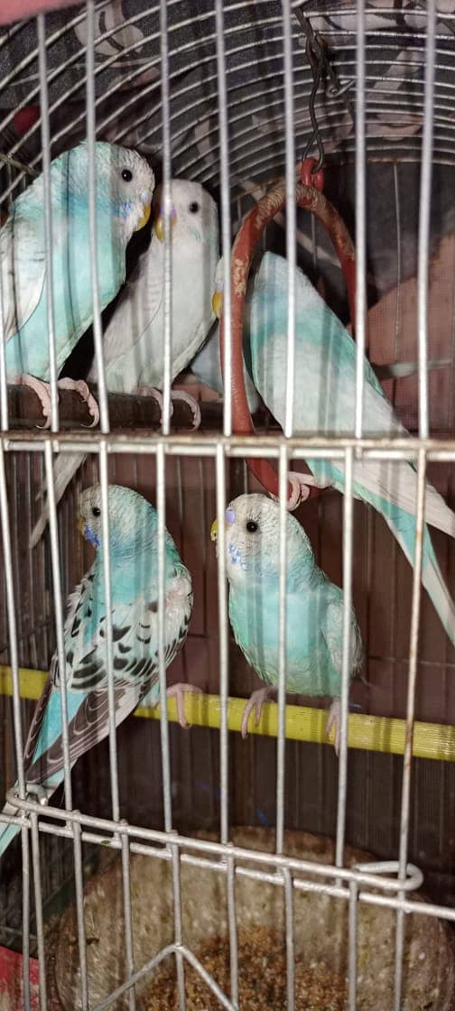 Australian Budgie Parrots For Sale 2