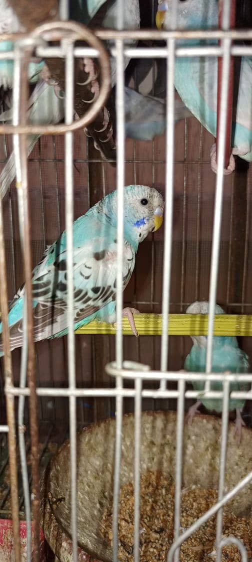 Australian Budgie Parrots For Sale 4