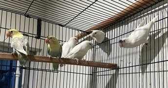 Lovebird { Albino R E / Parblue Pastelino / Parblue / Albino Split }