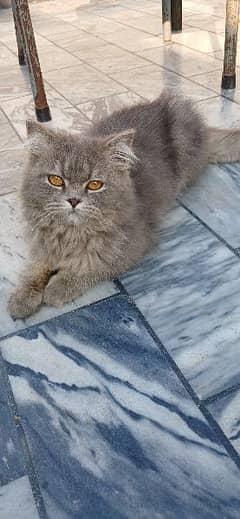 Persian cat punch face triple coat