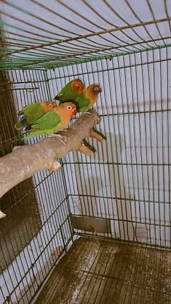 love bird Lo0ooking for new Shelter nail tail fly all Okey