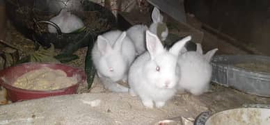Pure Imported breeder Rabbits