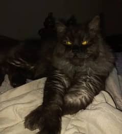 Black Triple Coat Male Persian Cat
