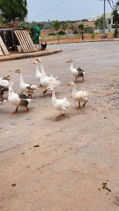 Geese / ducks
